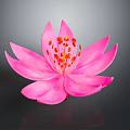 Pink Flower With Large Petals And Orange Stamens On Dark Background With Reflection