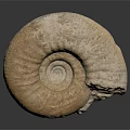 Ammonite Fossil With Spiral Shape And Textured Surface On Dark Background