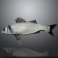 Silver Fish With Fins And Tail On Dark Background With Reflection 3d model