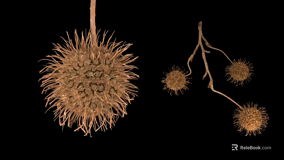 Fresh Ripe Spiky Chestnut Fruits As Organic Natural Healthy Food Snack 3d model 