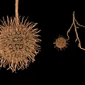 Dandelion Hazelnut Chestnut Pine Fruit Nuts 3d model