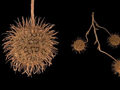 Fresh Ripe Spiky Chestnut Fruits As Organic Natural Healthy Food Snack 3d model