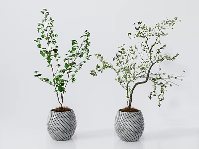 Modern Potted Plant Green Plant Bonsai 3d model