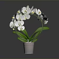 Decorative White Orchid Plant Arranged in Circular Shape with Green Leaves in Gray Pot