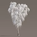 Elegant Snow Covered Arbor Featuring Graceful Drooping White Branches in Winter 3d model