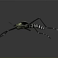 3D Rendered Mosquito With Golden Head Long Legs Transparent Wings And Striped Body