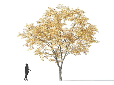 Arbor With Golden Autumn Leaves And A Standing Person Silhouette 3d model