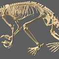 Medical Skeleton Model For Educational Training In Healthcare Settings
