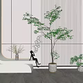Modern Interior With Large Bonsai Plant In White Pot And Small Potted Greenery