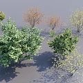 Different Types of Shrubs Featuring Green Orange Yellow Foliage and Spring Blossoms