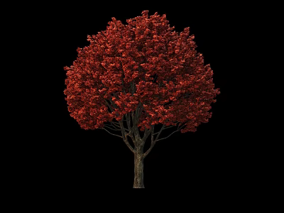 Deciduous Tree With Vibrant Red Foliage And Tall Trunk In Natural Scene 3d model