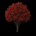 Deciduous Tree With Vibrant Red Foliage And Tall Trunk In Natural Scene
