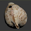 Conch With White And Brown Spotted Shell On Black Background With Reflection 3d model