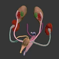 Anatomical 3D Model of Human Organs with Kidneys Reproductive Ducts and Tubes Structure