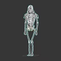 Man With 3D Model Skeleton Structure Featuring Blue Bones Yellow Hood And Purple Abdomen