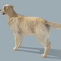 Golden Retriever 3D Model in Standing Pose with Light Yellow Fur and Gray Background