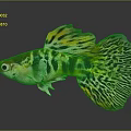 Tropical Guppy Fish Displaying Vibrant Yellow Green Black Patterned Fins And Body