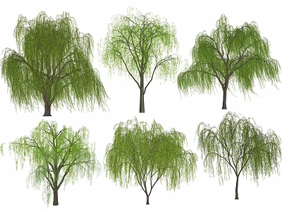 Weeping Willow Trees in Various Forms with Lush Green Foliage and Hanging Branches 3d model