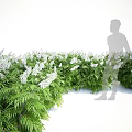Lush Green Shrub With White Flowers Enhancing Garden Landscape Beauty