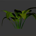 Vibrant Lush Green Plant With Large Fresh Leaves Against Gray Background