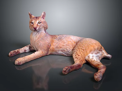 Lynx with Brown Spotted Fur Lying on Reflective Surface with Tufted Ears 3d model