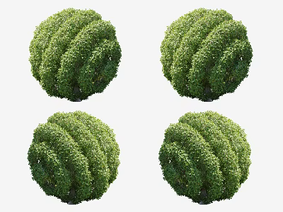 Rounded Green Shrubs Pruned Into Perfect Spherical Shapes For Garden Landscaping 3d model