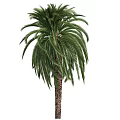 Lush Green Palm Shrubs Displaying Feathery Fronds With Human Silhouette For Scale