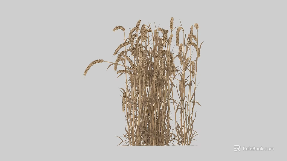 Single Bundle Of Mature Wheat Crop With Golden Ears On Gray Background 3d model 