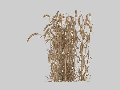 Single Bundle Of Mature Wheat Crop With Golden Ears On Gray Background 3d model