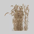 Single Bundle Of Mature Wheat Crop With Golden Ears On Gray Background