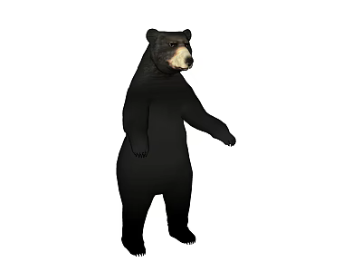 3D Rendered Black Bear Standing Upright With Detailed Fur And Paws 3d model