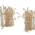 Golden Wheat Stalks With Ripe Ears And Natural Agricultural Characteristics