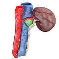 3D Illustration of Abdominal Organs Showing Kidney Blood Vessels and Ureter Structure