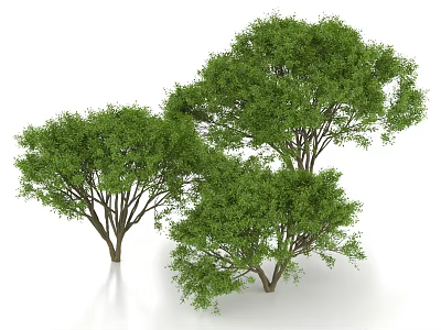 Willow leaf Ficus banyan bushes landscape trees street trees ornamental trees 3d model