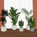 Bonsai Potted Plants with Green Foliage in White and Light Gray Pots on Wooden Floor