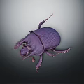 Purple Beetle With Shiny Exoskeleton Long Legs And Antennae On Dark Background