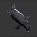 Black and White Penguin with Tufted Head and Orange Beak in Studio