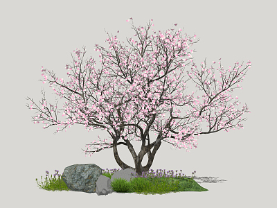 modern cherry tree peach blossom model