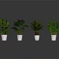 Various Green Plants in White Pots with Dark Background and Reflections