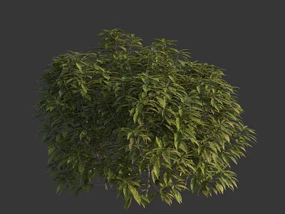 Lush Green Arbor with Dense Foliage and Healthy Branches Showing Natural Growth 3d model