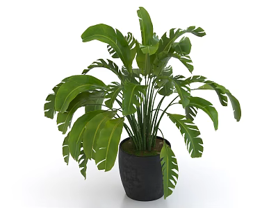 Indoor Potted Plant With Large Green Split Leaves In Black Ceramic Pot For Home Decor 3d model