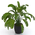 Indoor Potted Plant With Large Green Split Leaves In Black Ceramic Pot For Home Decor