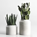 Indoor Potted Plants With Various Green Leaves In White Ceramic Pots