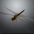 Close Up Orange Dragonfly With Transparent Wings Flying On Gray Background