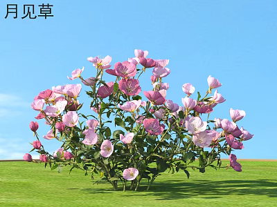 Evening Primrose Shrub With Pink Flowers Blooming Under Blue Sky On Green Grass 3d model