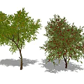 Lush Fruit Bearing Arborescent Trees With Oranges Apples And Pomegranates