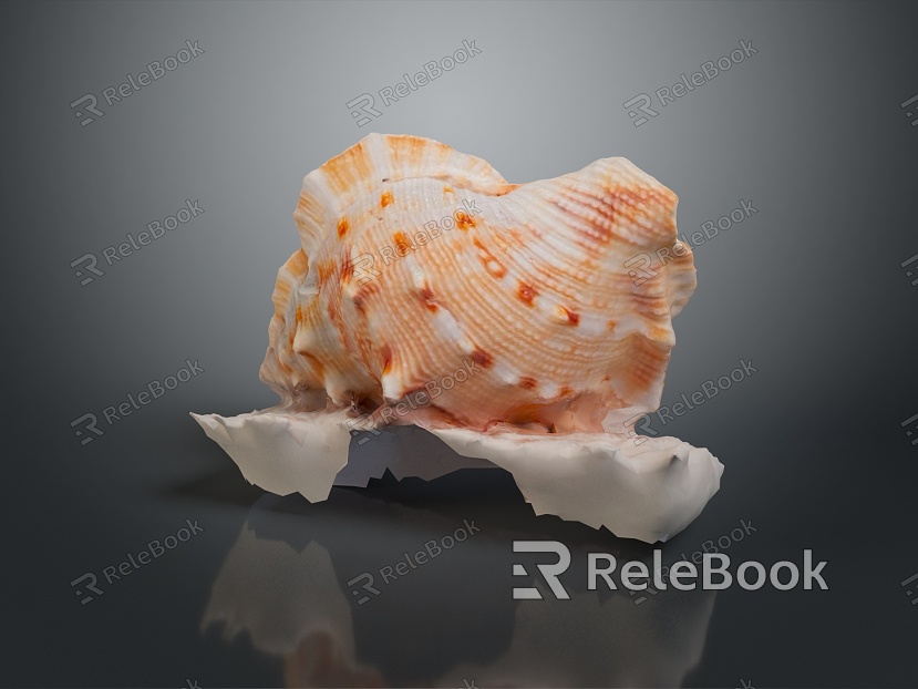 conch bone snail snail field snail shellfish marine animal fish freshwater fish marine fish animal model