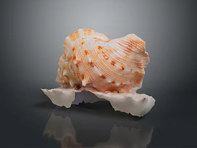 Marine Snail Seashell Featuring Orange Spotted Shell On White Base Against Gray Background 3d model
