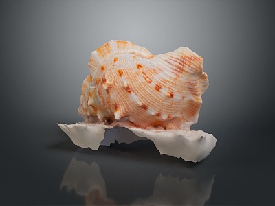 conch bone snail field snail shellfish marine animal fish freshwater fish marine fish animal model