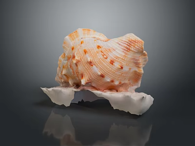 conch bone snail field snail shellfish marine animal fish freshwater fish marine fish animal 3d model